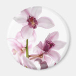 Vit- och rosaorchids kylskåpsnagnet