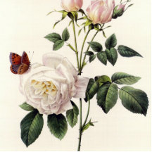 vit rosblommor, Pierre Joseph Redouté Cut Outs