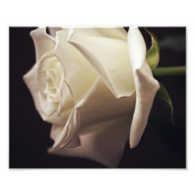 Vit rosfoto
