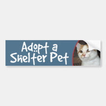 Vit/solbränd Shorthair kattbildekal