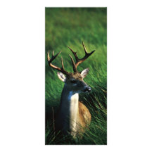 Vit-tailed bock anpassade rackkort