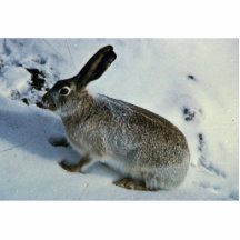 Vit-tailed Jackrabbit Cut Out