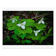 Vitblomma Fotografiska Tryck