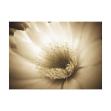 Vitblomma i Sepia Sträckt Kanvastryck