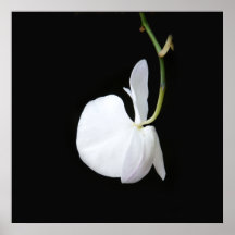 Vitblomma på den svart små affischen