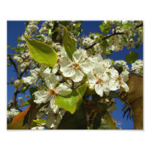 Vitblommor Foto