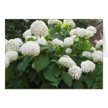 Vitblommor Hälsnings Kort