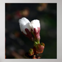 Vitblomningar Posters