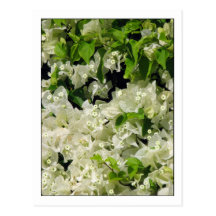 VitBougainvillea Vykort