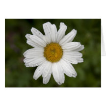Vitdaisy Hälsningskort