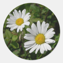 Vitdaisy Klistermärke
