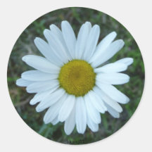 vitdaisy runda klistermärken