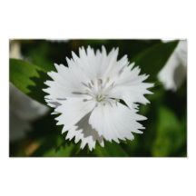 VitDianthusblomma Konstfoto