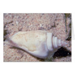 Vitha sex med-baksida conch (Strombusgibberculusal Kort