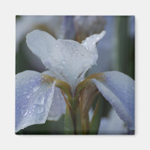Vitlilja Magneter