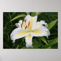 VITLILJA! PRINT