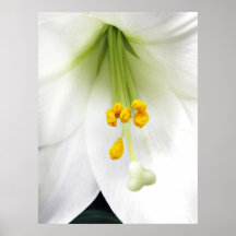 VitLilly tryck Posters