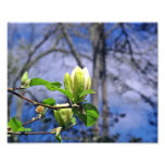 VitMagnoliafoto