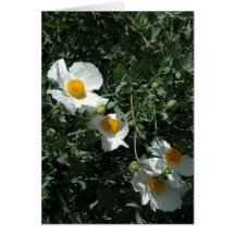 Vitökenblomma Hälsnings Kort