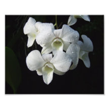 VitOrchids 10" x 8" fototryck