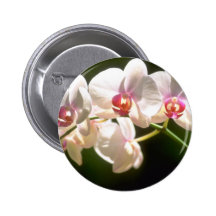 vitOrchids, utsiktkoloni, Ocho Rios flöde Knappar