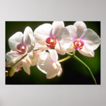 vitOrchids, utsiktkoloni, Ocho Rios flöde Print