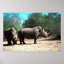 VitRhinos Affischer