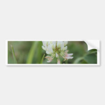 Vitvårblomma Bildekal