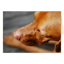 VIZSLA - tomt kort