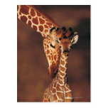 Vuxen giraff med kalven (Giraffacamelopardalis) Vykort