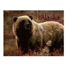 Vykort för Alaska grizzlybjörn