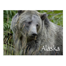 Vykort för Alaska grizzlybjörn