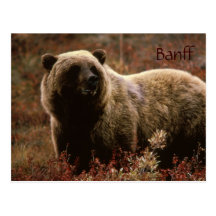 Vykort för Banff grizzlybjörn