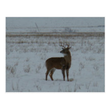 Vykort för hjort för Whitetail D0011