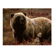 Vykort för Montana grizzlybjörn