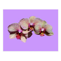 Vykort för OrchidTrioblomsterfotografi