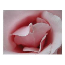 Vykort för rosa roskyssmall