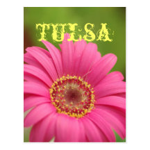 Vykort "för Tulsa" rosa Gerberadaisy