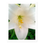 Vykort för vitLilly blomma