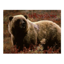 Vykort för Yellowstone grizzlybjörn