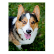 Walesisk Corgi för Pembroke Vykort