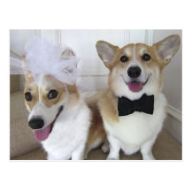 WALESISK CORGIBRUD OCH BRUDGUM VYKORT