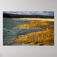 Wareham strand och fiskmåsuddtorsk print