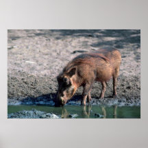Warthog Affischer