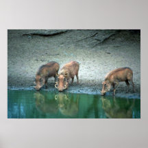 Warthogs Print