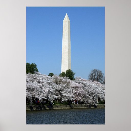 Washington DC-körsbär Blossums Affisch