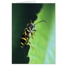 Waspskalbagge Hälsnings Kort
