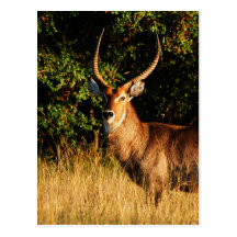 Waterbuck - kort för safaridjurlivhälsning vykort