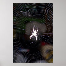 Webben 2 för spindel n print