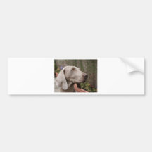 Weimaraner Bildekaler
